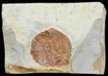 Detailed Fossil Leaf (Zizyphoides) - Montana #68297-1